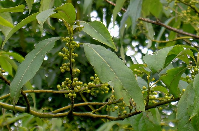 威客电竞这种野生植物是天然的调料香气四溢小时候经常吃！(图1)