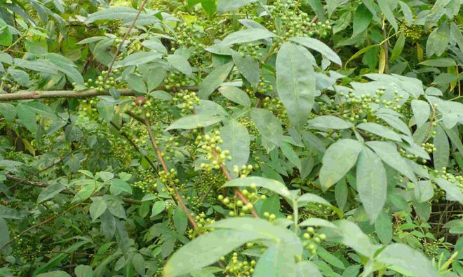 威客电竞这种野生植物是天然的调料香气四溢小时候经常吃！(图2)