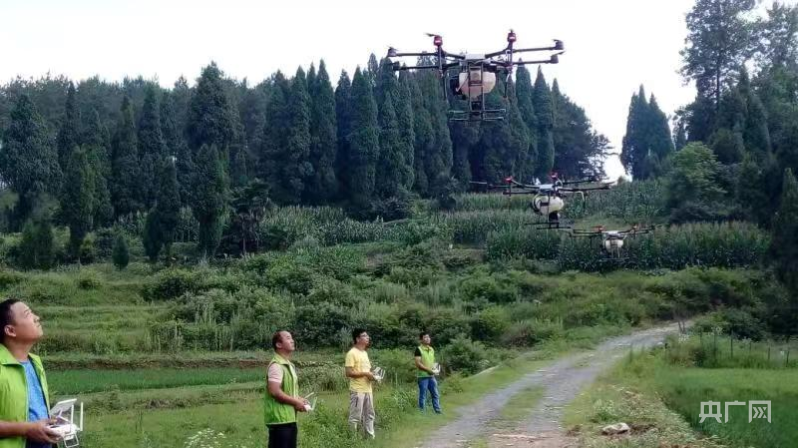 湖南洞口：守护202万亩森林生态安全威客电竞(图1)