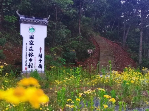 威客电竞【上饶】婺源西坑村打造“生态旅游村” 不卖木材卖风景(图3)